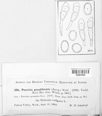 Puccinia poculiformis image